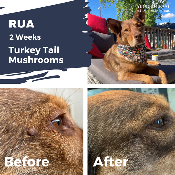 Turkey tail dosage sales for dogs with cancer