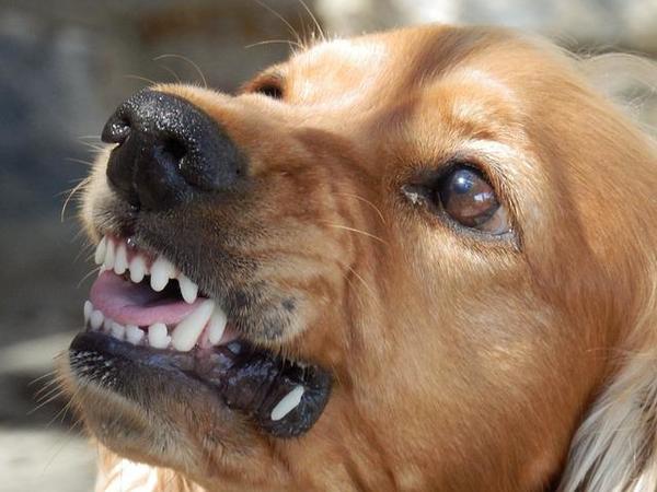 Dr. Thomas Cowan - Rabies and Your Pets - Here's the Truth