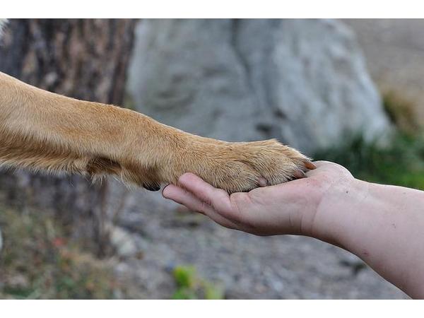 Why Terrain is the Most Important for You and Pets -  Dr. Thomas Cowan