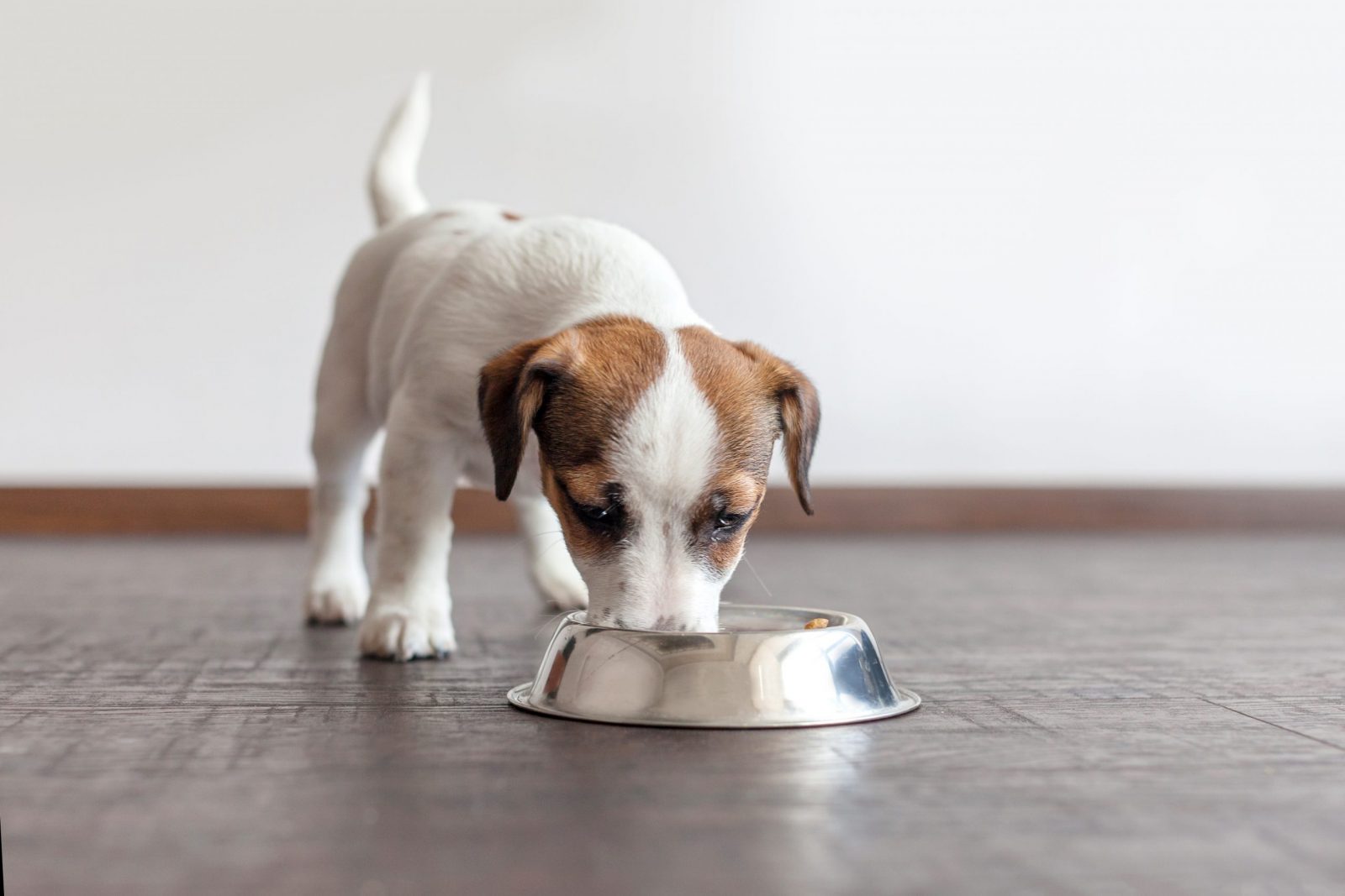 Puppies Starting a Raw Diet