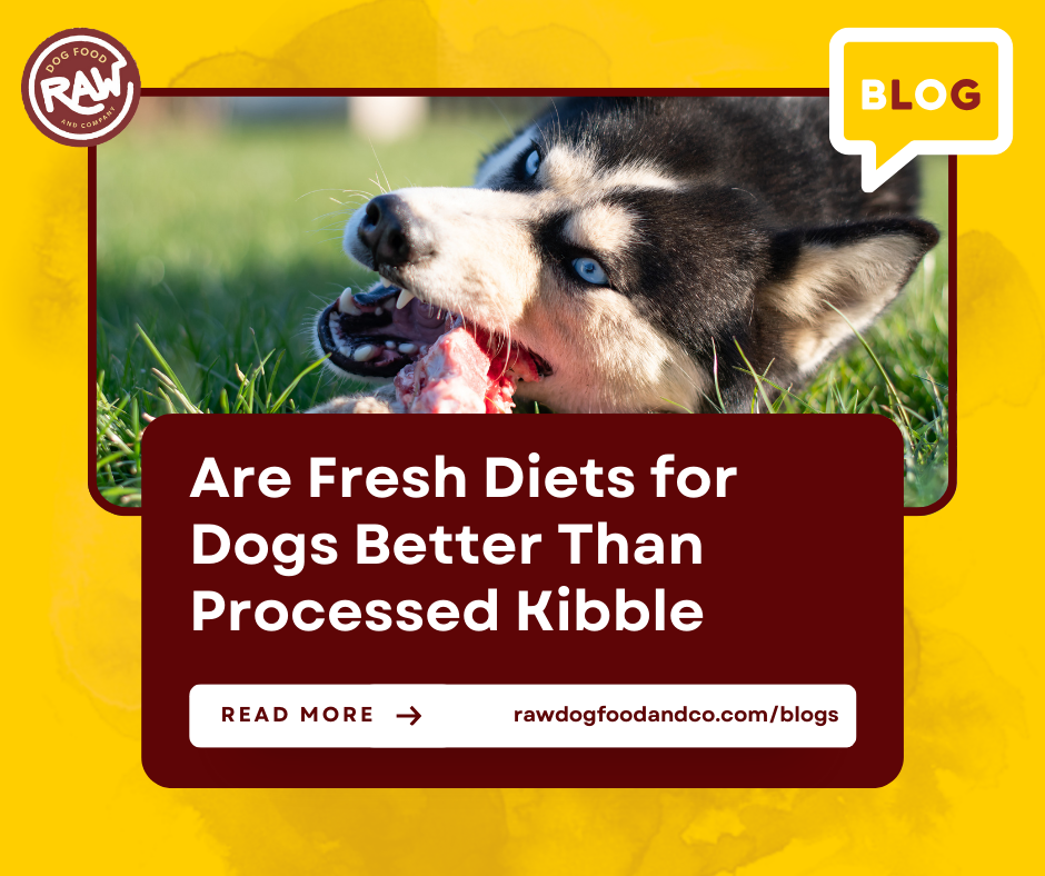 Are Fresh Diets for Dogs Better Than Processed Kibble?