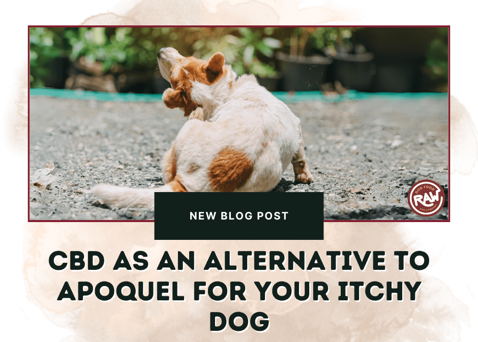 CBD as an Alternative to Apoquel for Your Itchy Dog