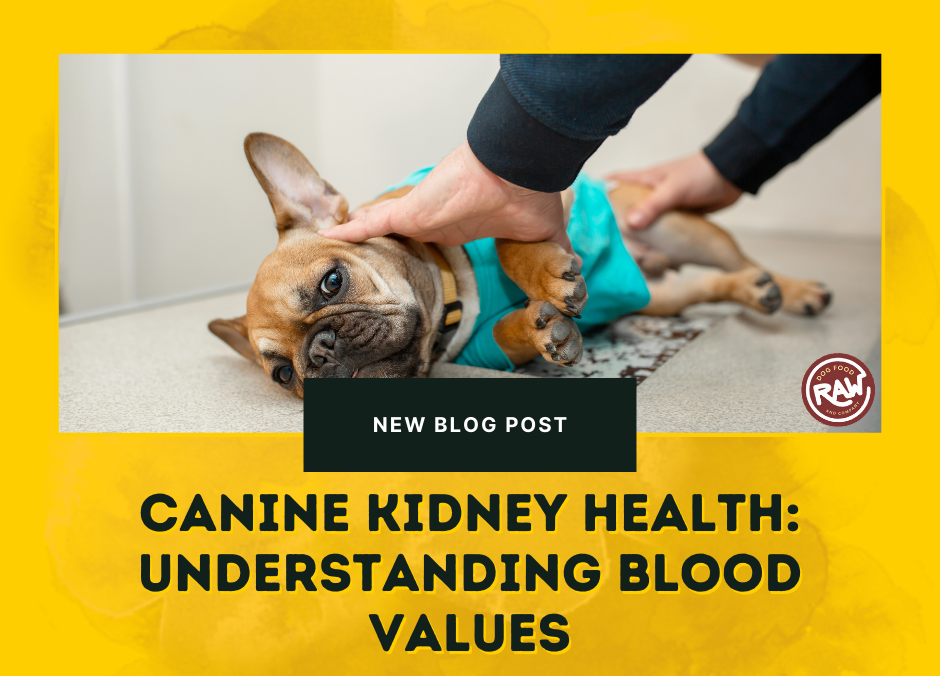 Canine Kidney Health: Understanding Blood Values