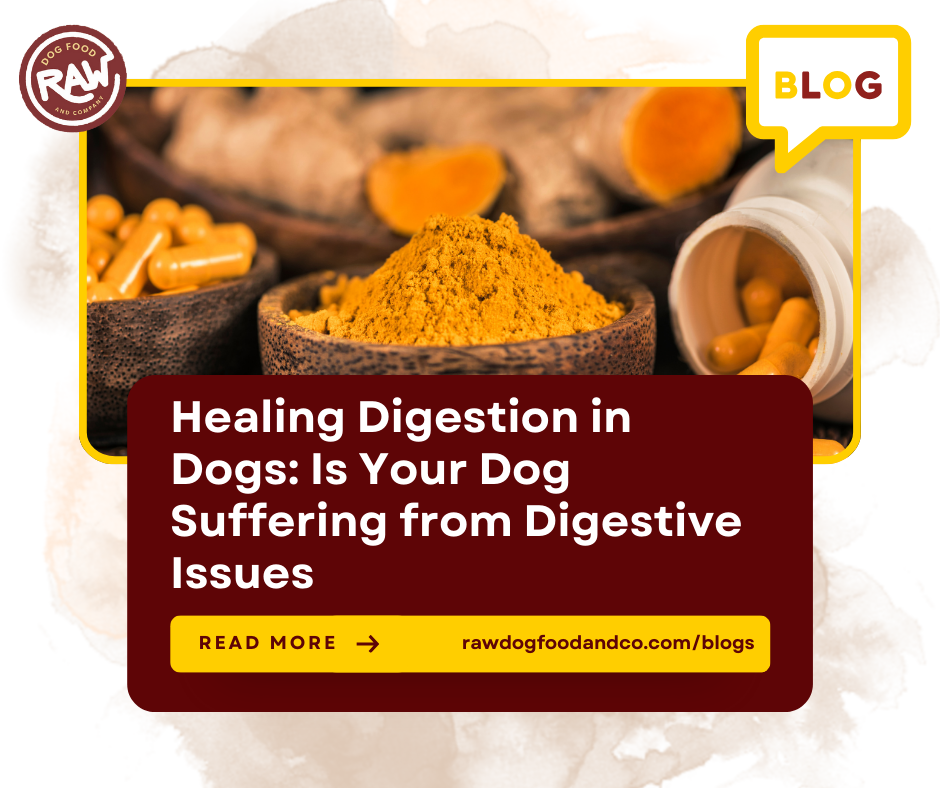 Healing Digestion in Dogs: Is Your Dog Suffering from Digestive Issues?