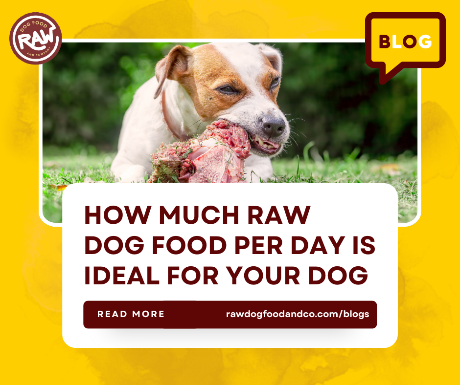 How Much Raw Dog Food Per Day Is Ideal for Your Dog?