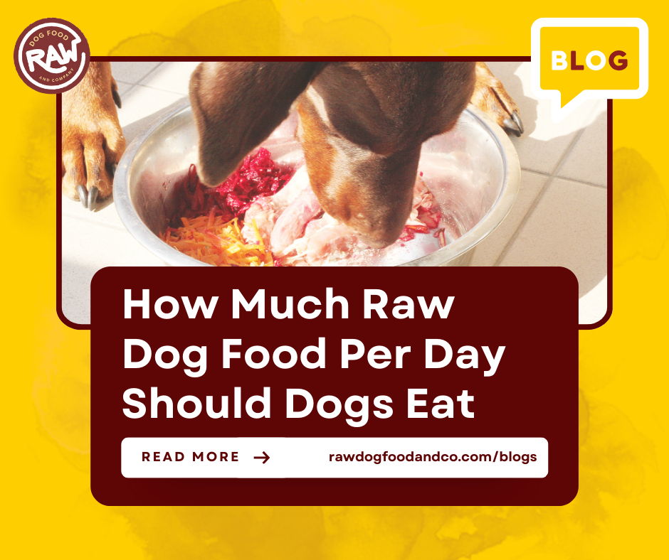 How Much Raw Dog Food Per Day Should Dogs Eat?