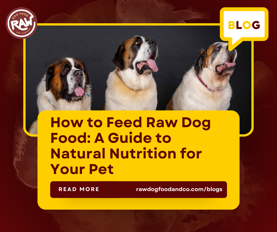 How to Feed Raw Dog Food: A Guide to Natural Nutrition for Your Pet