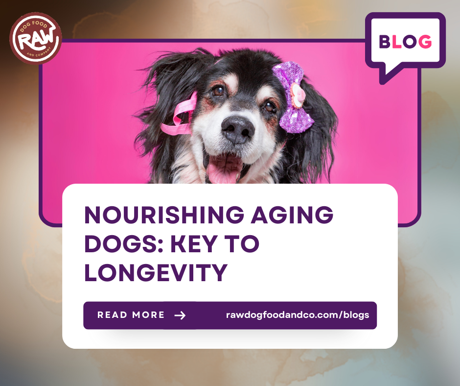Nourishing Aging Dogs: Key to Longevity