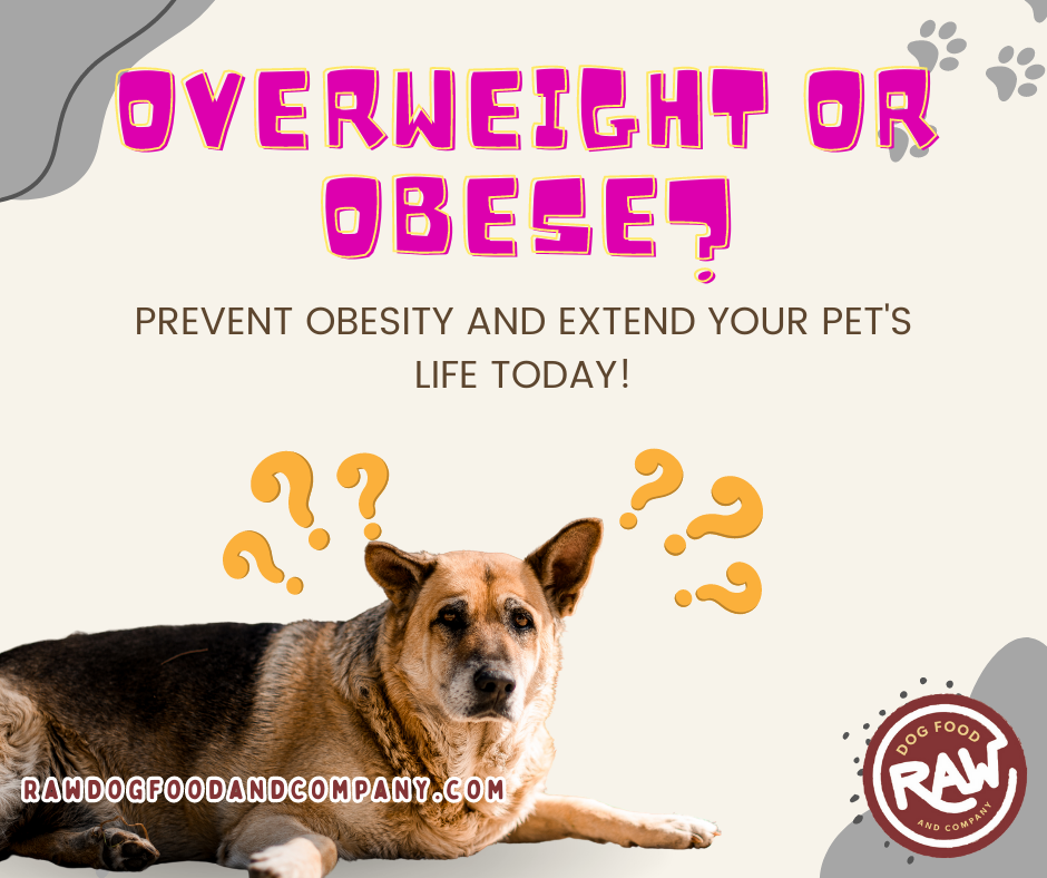 Overweight or Obese? Prevent Obesity and Extend Your Pet's Life Today!