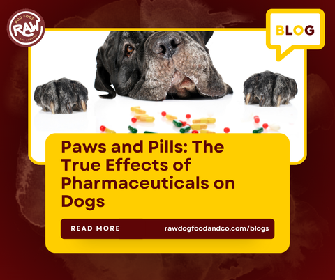 Paws and Pills: The True Effects of Pharmaceuticals on Dogs