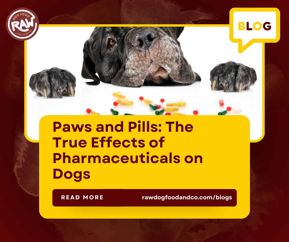 Paws and Pills: The True Effects of Pharmaceuticals on Dogs
