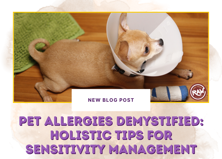 Pet Allergies Demystified: Holistic Tips for Sensitivity Management