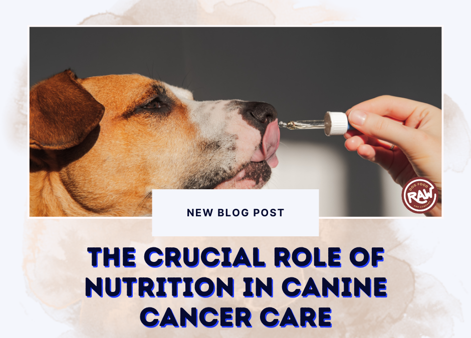 The Crucial Role of Nutrition In Canine Cancer Care