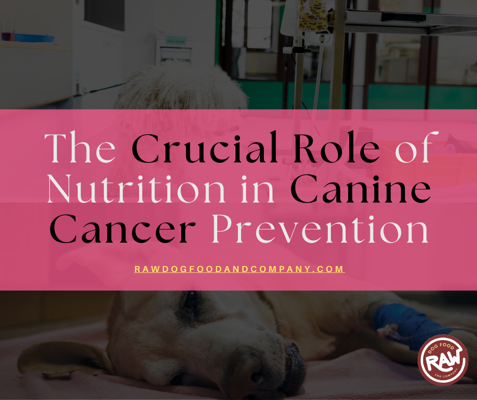 The Crucial Role of Nutrition in Canine Cancer Prevention