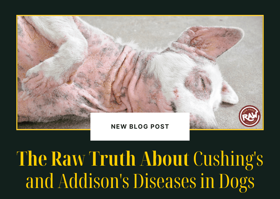 The Raw Truth About Cushing's and Addison's Diseases in Dogs