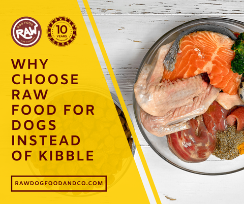 Why Choose Raw Food for Dogs Instead of Kibble?
