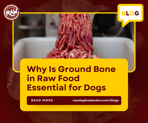 Why Is Bone in Raw Food Essential for Dogs?