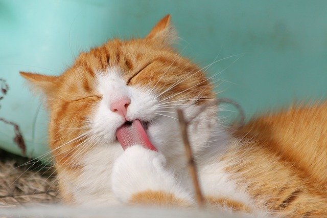 Cats & Raw Diet