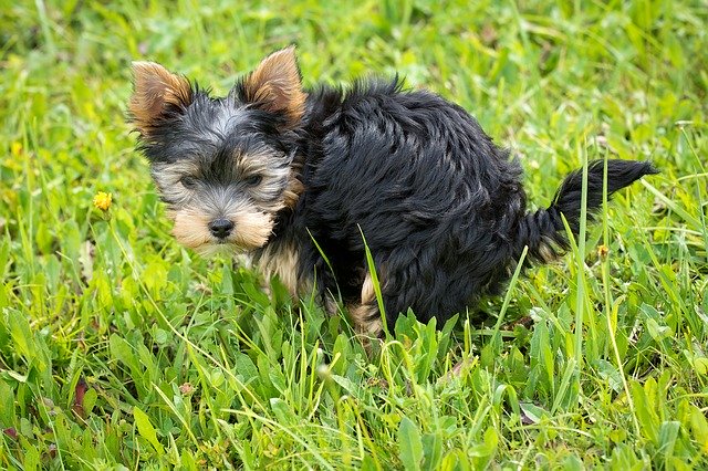 Poop Changes and What They Mean