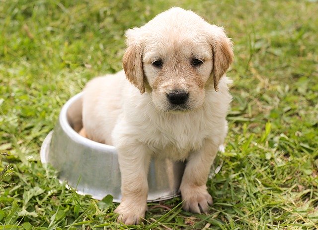 My Dog Stopped Drinking As Much Water