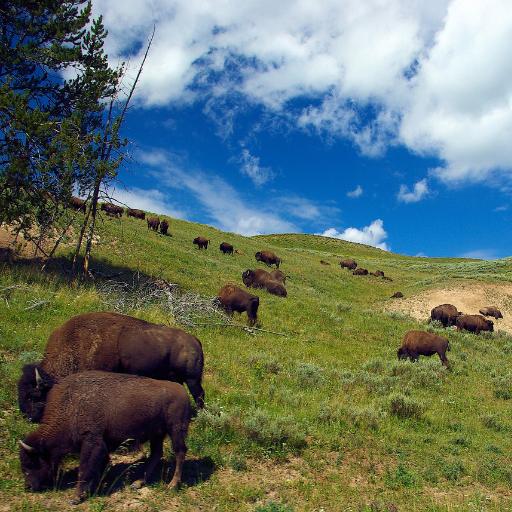 Bison