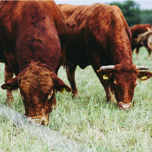 Beef Raw Dog Food Raw Dog Food and Company