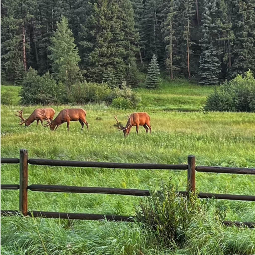 Venison and Elk Wild Game Raw Dog Food Diet