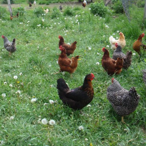 Raw Dog Food Chicken Products