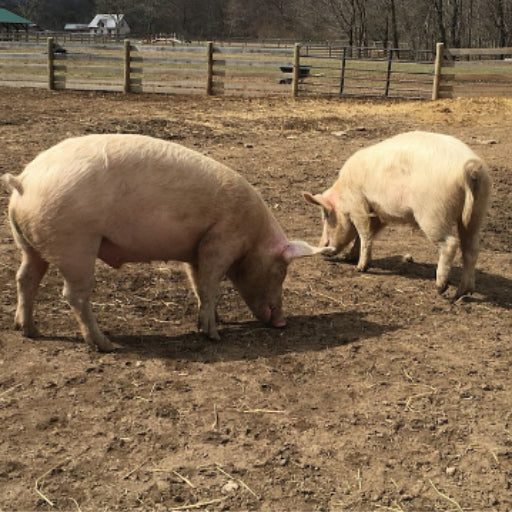 Raw Dog Food Pork Products