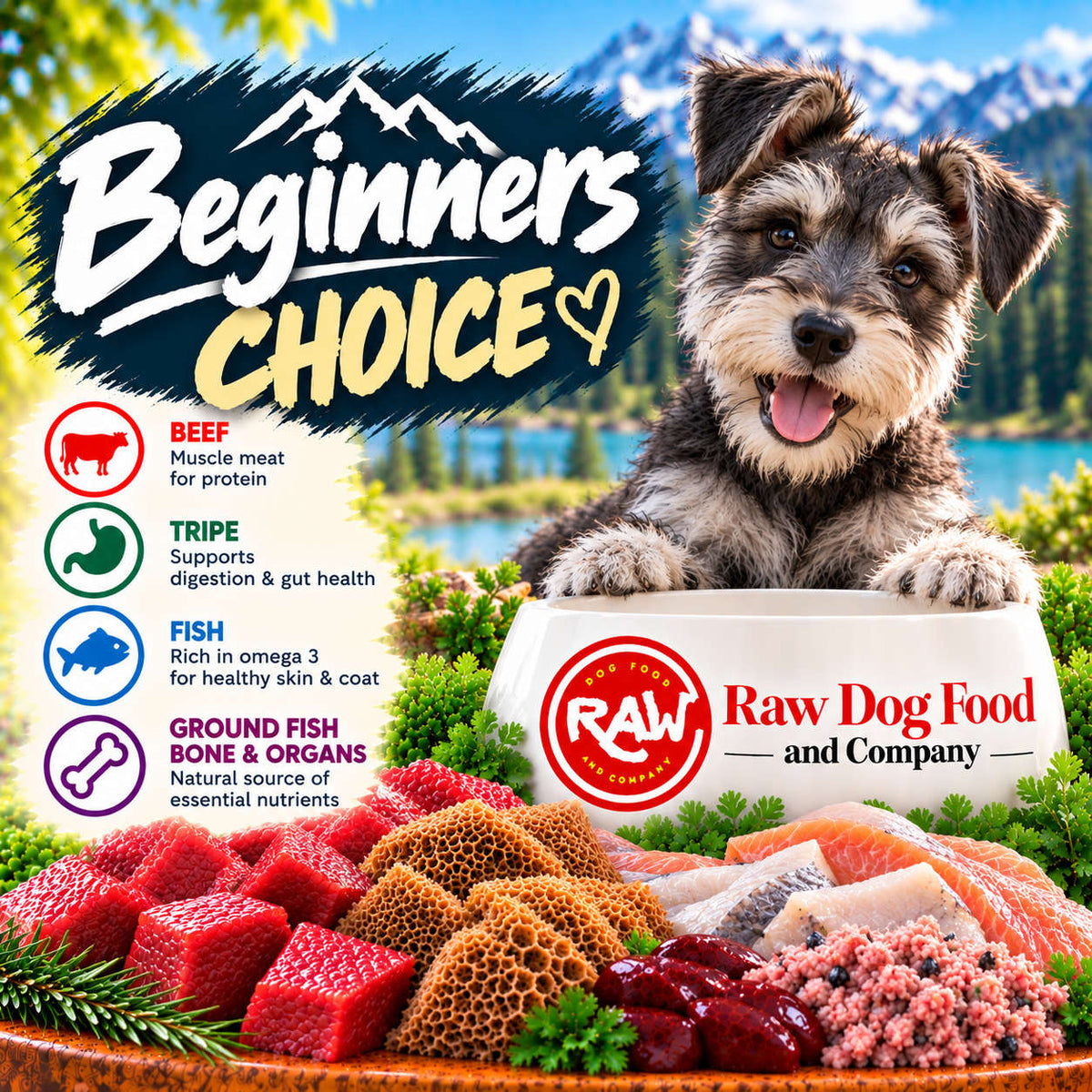 Beginners Choice