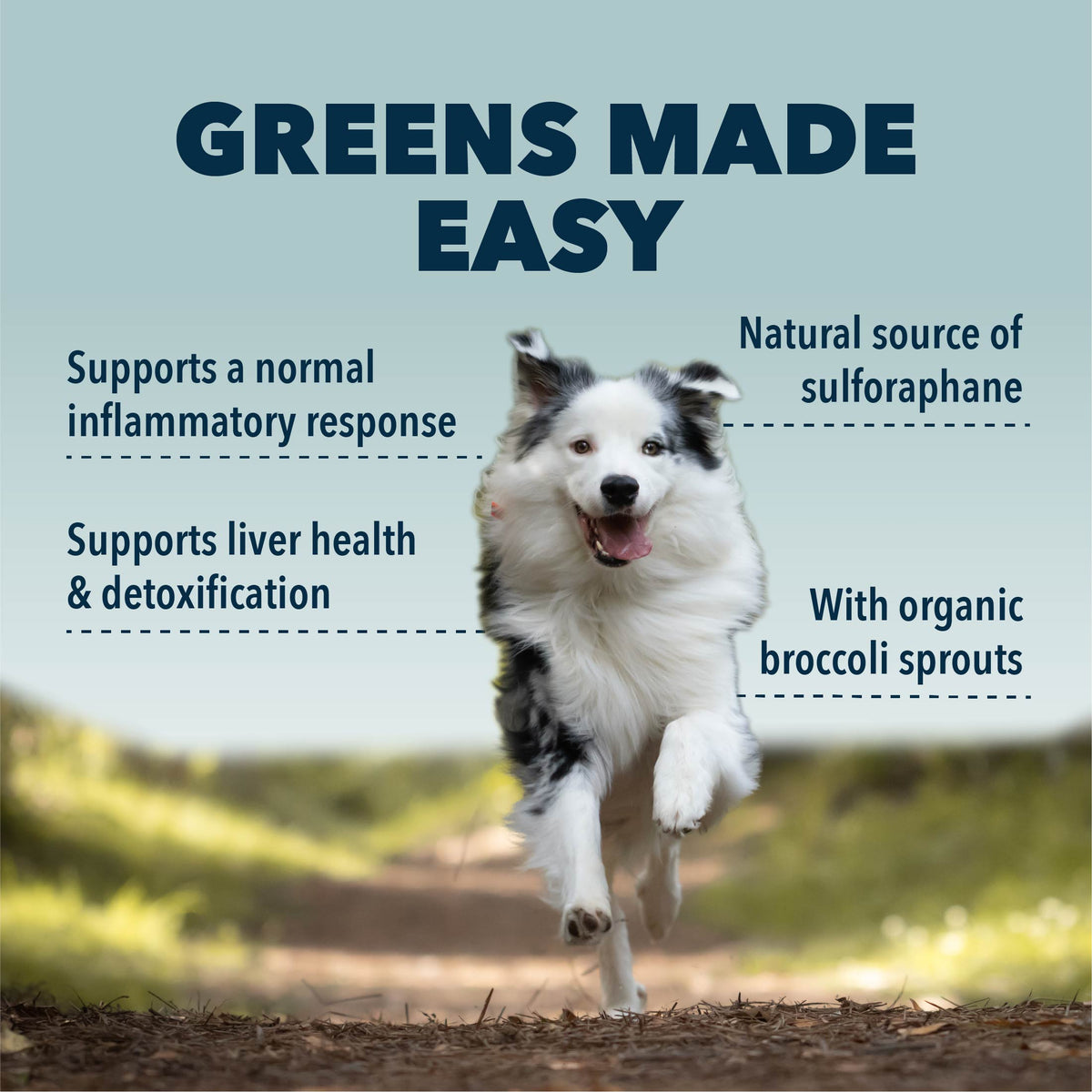 Green Rover Organic Greens