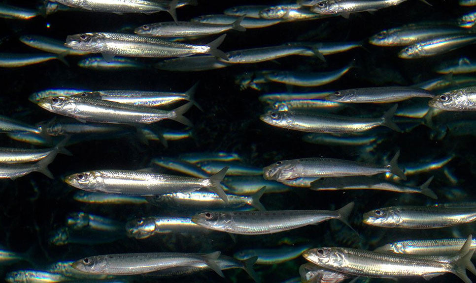 Sardines - Gulf of Mexico - Wild Caught (5 lb)