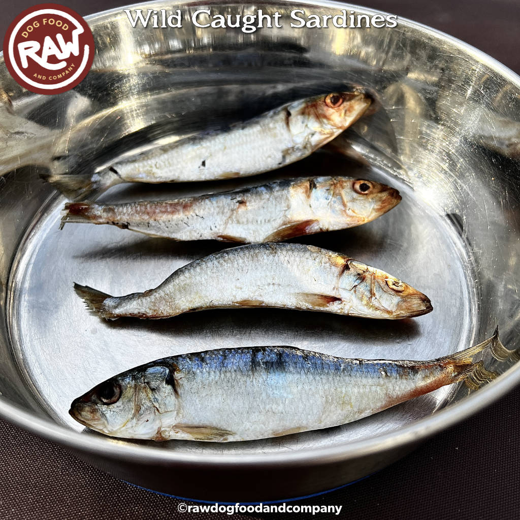 Wild Caught Sardines Fish & More Shop Raw Dog Food Raw Dog Food and Company