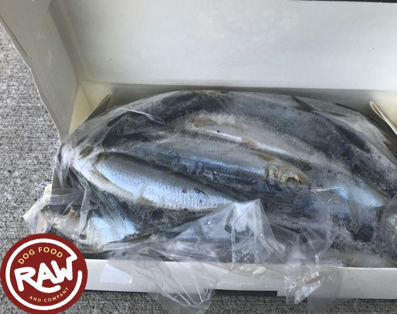 Sardines - Gulf of Mexico - Wild Caught (5 lb)