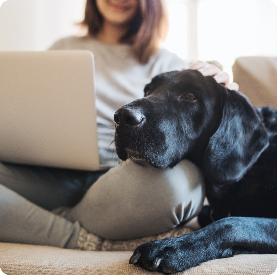 A dog resting against its owner while she works at a laptop