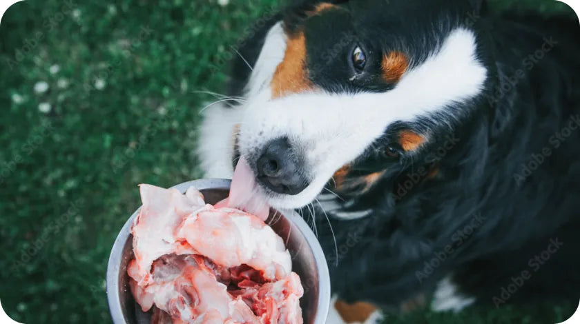 A dog eating a raw meal from a bowl