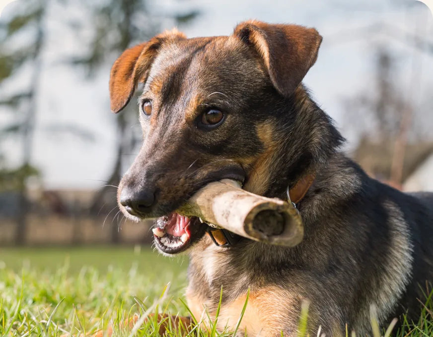 A German Shepherd carrying a raw bone in a garden
