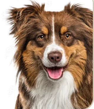 A smiling Australian Shepherd